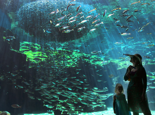 Kujukushima Aquarium UmiKirara img