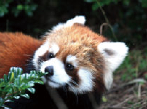 Kujukushima Zoo & Botanical Garden  Mori Kirara  img